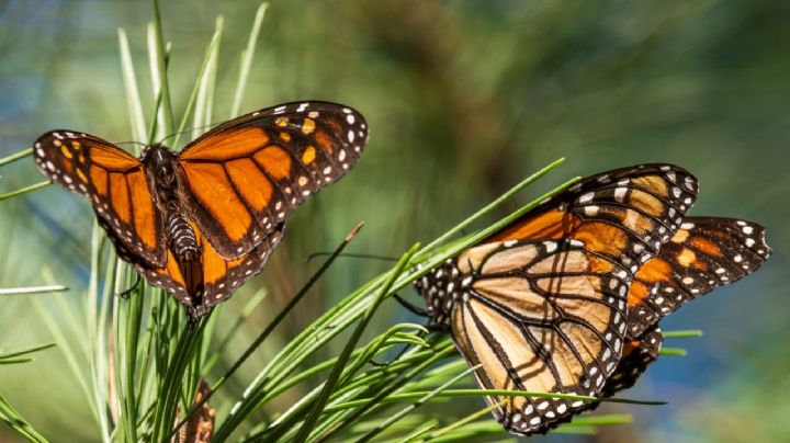 Mariposa Monarca es clasificada como especie "en peligro" de extinción