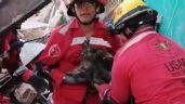 Bomberos rescatan a mascotas atrapadas por derrumbe de vivienda en Guadalajara