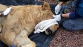 Tres leones y un tigre rescatados de la reserva Black Jaguar White Tiger ya están en Morelia