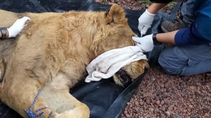 Tres leones y un tigre rescatados de la reserva Black Jaguar White Tiger ya están en Morelia