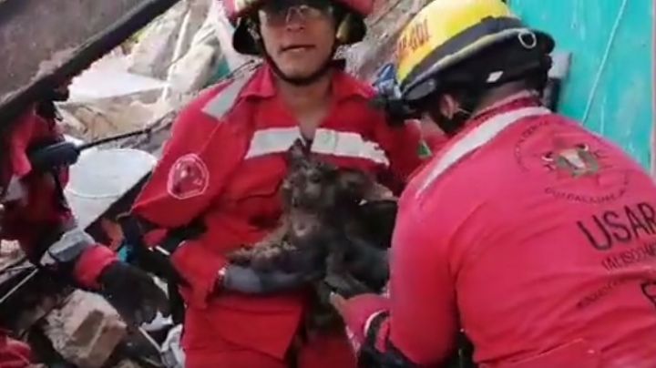 Bomberos rescatan a mascotas atrapadas por derrumbe de vivienda en Guadalajara