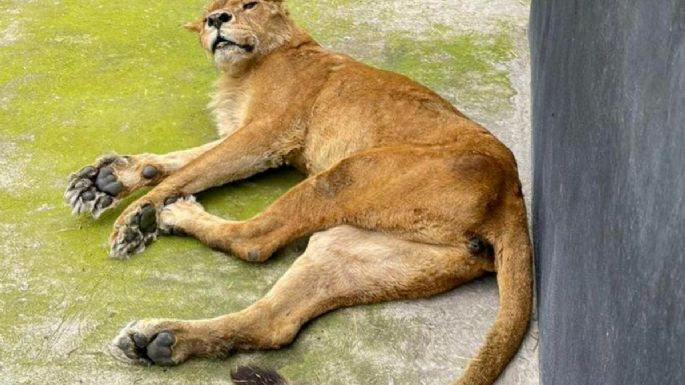 Reportan delicada a la leona “Lucky”, del santuario Black Jaguar-White Tiger