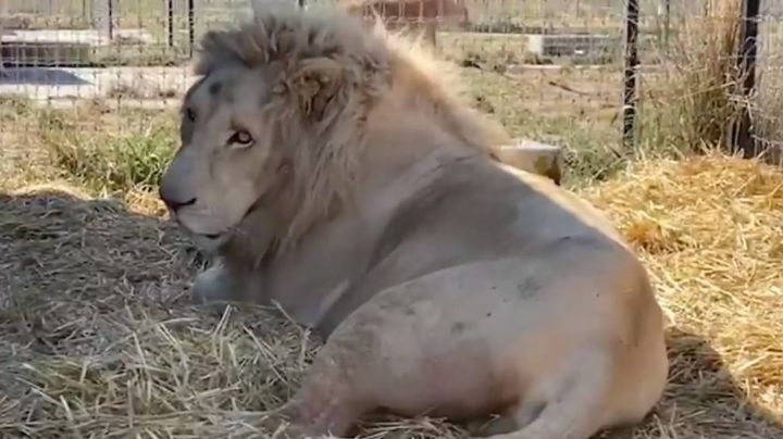 Revelan maltrato y abuso contra felinos en la fundación Black Jaguar-White Tiger en el Ajusco (Video)