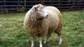 Se cumplen 26 años de la oveja Dolly, primer mamífero clonado