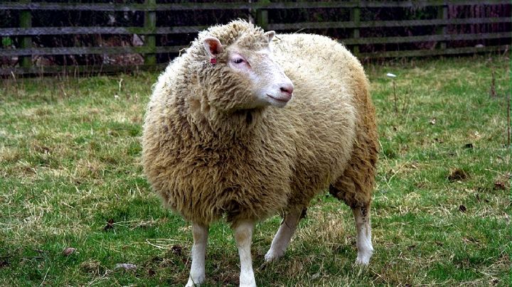 Se cumplen 26 años de la oveja Dolly, primer mamífero clonado