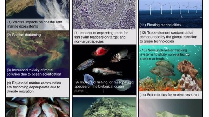 Conoce cuáles son la 15 amenazas a la biodiversidad marina y costera