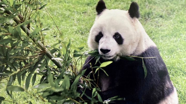 Tras muerte de la panda gigante Shuan Shuan, Sheinbaum busca traer otro ejemplar a Chapultepec