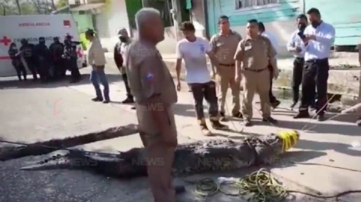 Un cocodrilo mata a hombre que se metió a nadar en la laguna Carpintero en Tampico