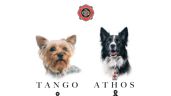 Foto ilustrativa de la nota titulada: Hallan culpable a Benjamín “N” de asesinar a los perros rescatistas Athos y Tango