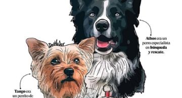 SCJN perfila avalar reducción de sentencia a hombre que envenenó a Athos, Tango y Balam