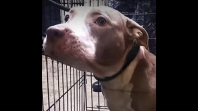 "Luna", la pitbull de Karla, joven presa acusada de matar a su madre y tío, será puesta en adopción