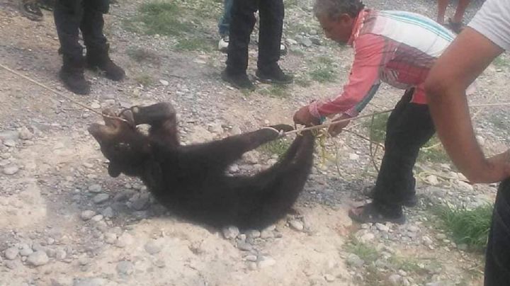 Habitantes de Coahuila torturan y matan a un oso negro entre risas de policías (Video)
