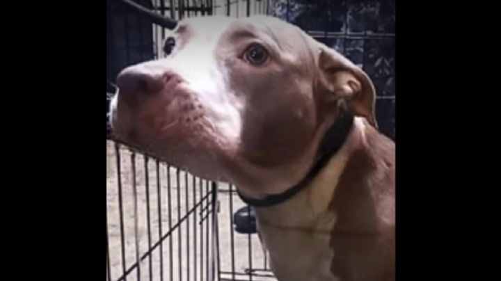 "Luna", la pitbull de Karla, joven presa acusada de matar a su madre y tío, será puesta en adopción