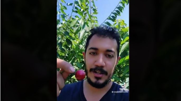 Se vuelve viral video de mexicano que gana 3 mil pesos diarios en la pizca de cereza en Canadá