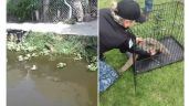 Captan a reptil nadando por canales de Xochimilco; era un varano del Nilo (Videos)