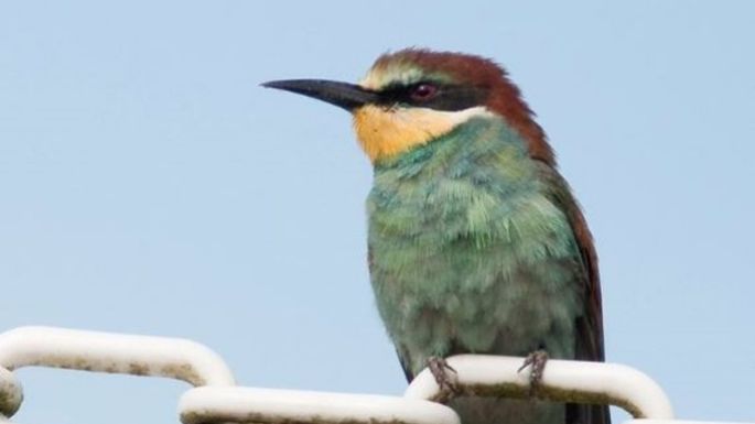 El cambio climático impactará con severidad en las aves para 2080