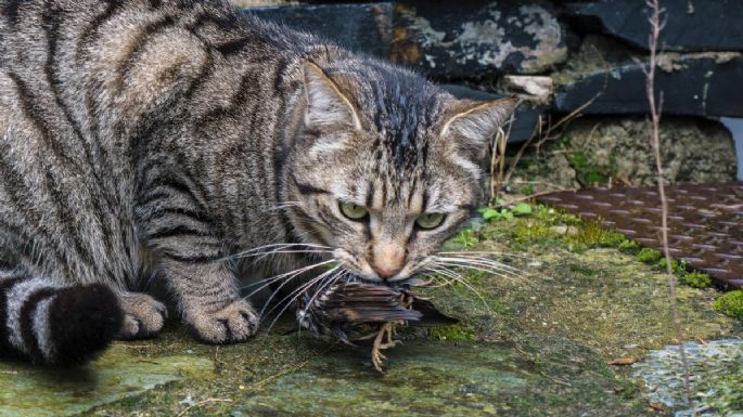 Los gatos son declarados “especie exótica invasora” en Polonia