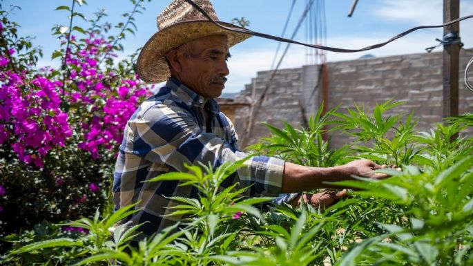 Cannabis medicinal: Antes huían del Ejército, ahora buscan el cultivo a gran escala