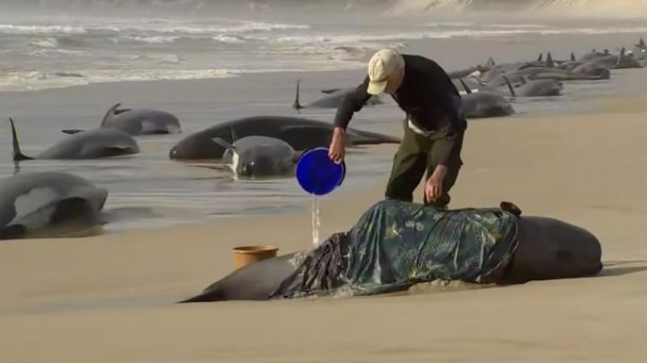 Investigan la muerte de 13 ballenas australes