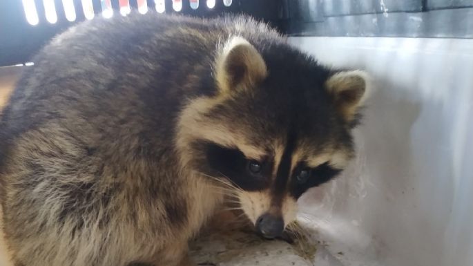 Mujer llevó un mapache salvaje a un bar y ahora enfrenta cargos criminales