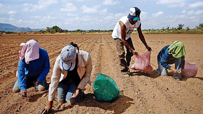 El campo en el Proyecto de Presupuesto 2023: Programas cuestionados, productores desprotegidos