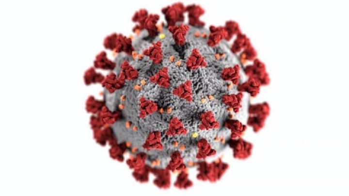 Este es el nuevo virus descubierto capaz de infectar como el SARS-CoV-2