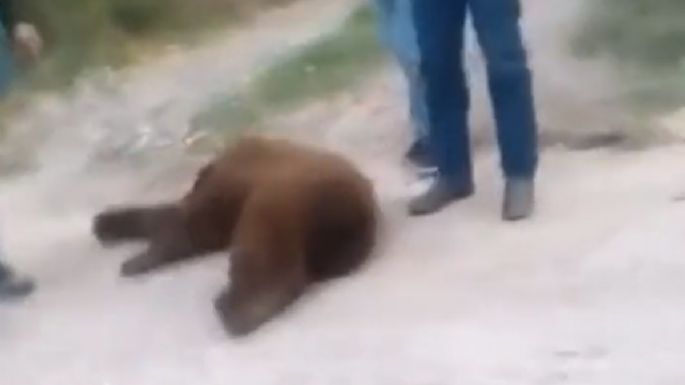 Habitantes de Cumpas, Sonora, matan a un oso negro (Video)