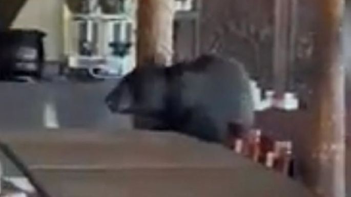 Un oso irrumpe en un restaurante en Monterrey; así reaccionaron los clientes (Video)