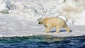 Un oso polar ataca a habitantes de un pueblo en Alaska y mata a una mujer y a su hijo