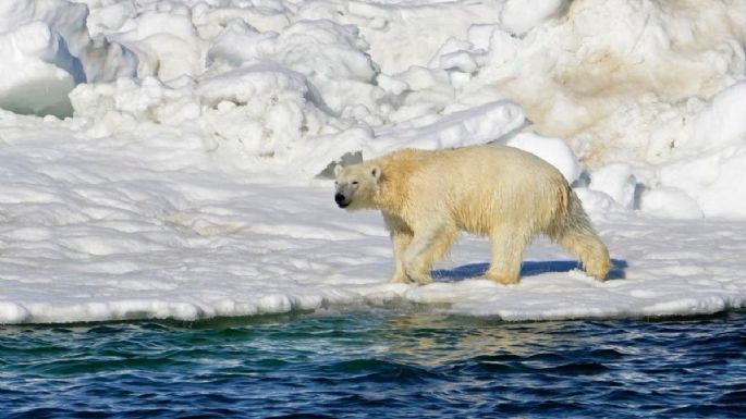 Un oso polar ataca a habitantes de un pueblo en Alaska y mata a una mujer y a su hijo