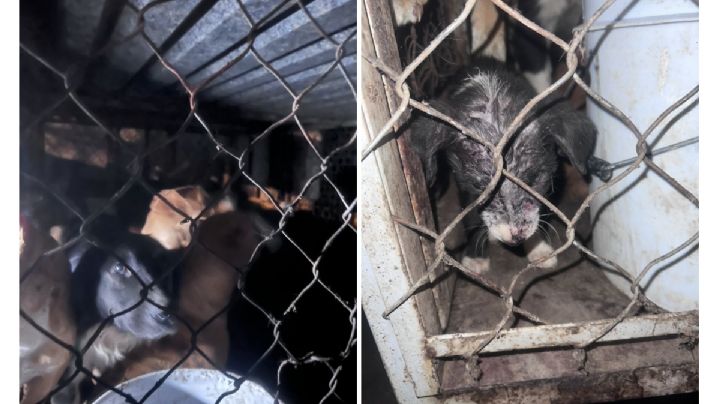 Descubren fosa clandestina de perros en Zumpango; ya fueron rescatados (Videos)