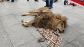 Llevan un león muerto a protesta frente a la Presidencia de Chile