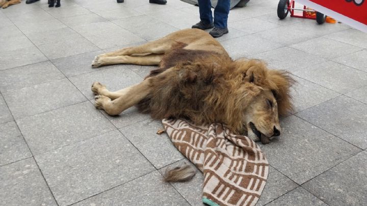 Llevan un león muerto a protesta frente a la Presidencia de Chile