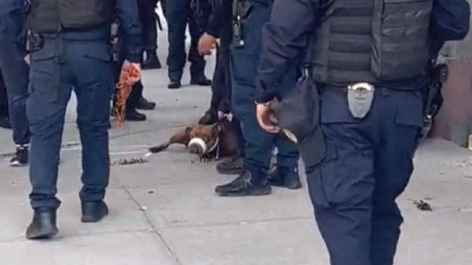 Ordenan a un pitbull atacar a una policía que perseguía a ladrones en la Roma Norte