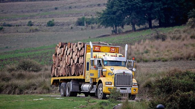 Sierra de Guerrero: Detrás de la persecución a ecologistas, el botín de la madera