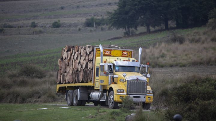 Revisarán “estatus” de madererías cerradas tras operativos contra la tala ilegal en la CDMX