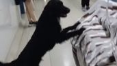 El perro “Firulais” decidió no abandonar a su dueño desahuciado en un hospital de Perú (video)