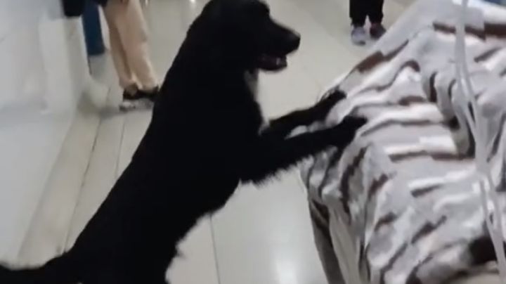 El perro “Firulais” decidió no abandonar a su dueño desahuciado en un hospital de Perú (video)