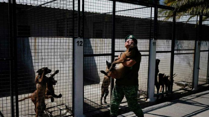 Antes de ser rescatistas o rastreadores de drogas, los cachorros del ejército mexicano van al kínder