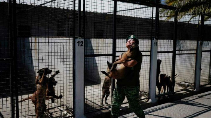 Antes de ser rescatistas o rastreadores de drogas, los cachorros del ejército mexicano van al kínder