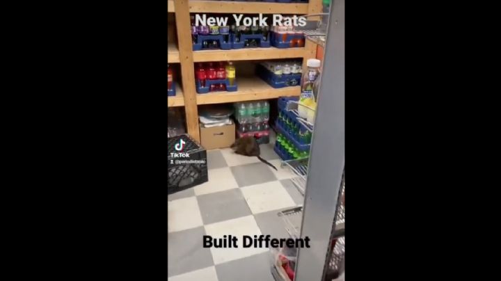 Captan a rata gigante en una tienda de Nueva York (Video)