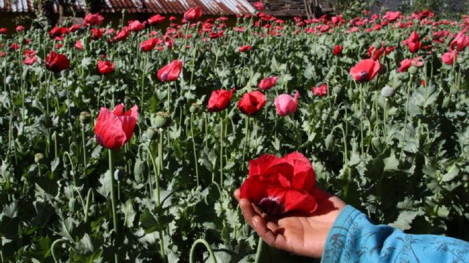 Pobladores de Guerrero agreden a soldados y piden no destruir sus plantíos de amapola