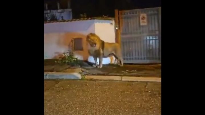 Un león escapa de un circo y siembra el caos durante varias horas (Video)