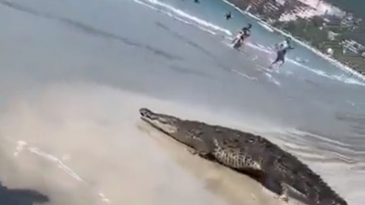 Sorprende enorme cocodrilo a turistas y trabajadores en Zihuatanejo, Guerrero (video)