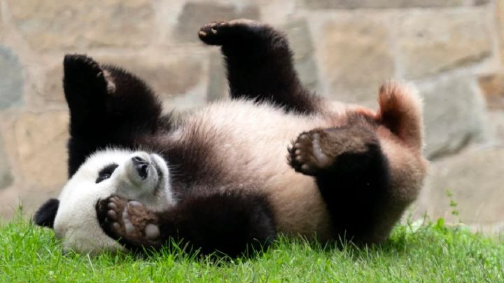 Presidente chino anuncia nuevo envío de pandas a EU
