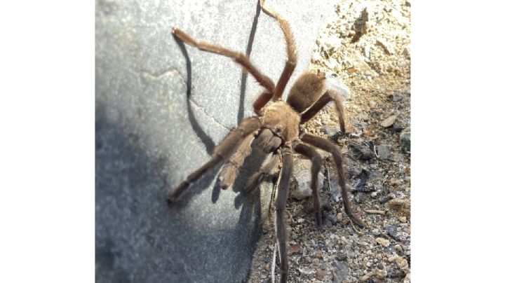 Avistamiento de una tarántula gigante provoca accidente automovilístico