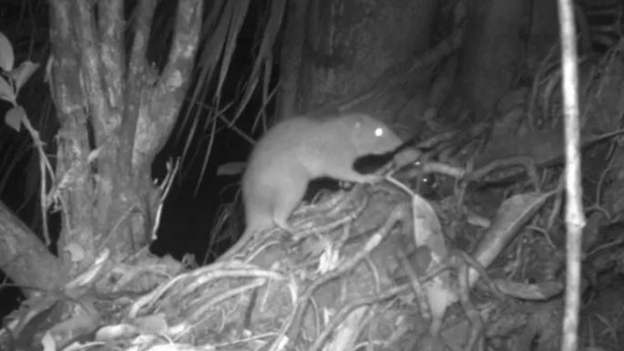 Las primeras imágenes de una rara rata gigante que rompe cocos