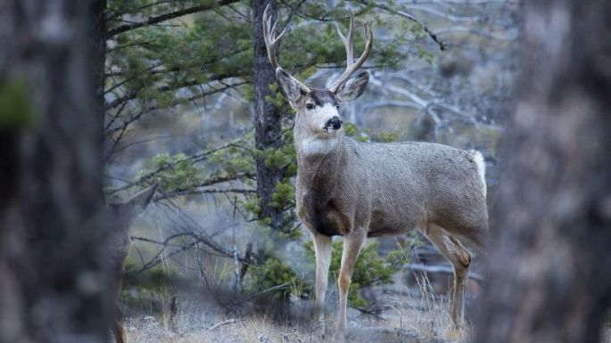 Alerta en Parque Nacional de Yellowstone por casos de “venados zombies”