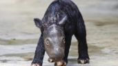Nace un rinoceronte de Sumatra, especie al borde de la extinción