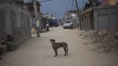 Sujeto que mató a perro y gato es sentenciado a 16 meses de prisión en Jalisco